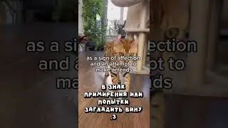 Как кошки извиняются? #коты #tiktok #смех #животные #любовь