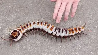 GIANT CATERPILLAR!