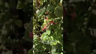 ПОЧЕМУ в Израиле МАЛИНА ПОД ЗАПРЕТОМ? 