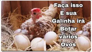 USE ESSAS DICAS E SUA GALINHA VAI PRODUZIR MAIS OVOS.
