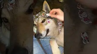 Wolves begging to be adopted #animals #love #shorts