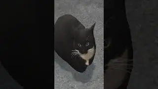 Maxwell the Cat House 🏠 