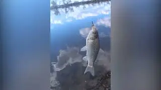 fishing and swans 