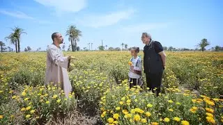 كامل العدد ونحكي كمان| في الفيوم زهرة الاقحوان تمنها ٣ دولار.. أما فوايدها سحر
