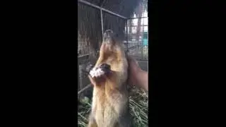 Бабак ест зефир,домашний зверь,не хуже кота.Элджей