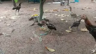 Small cock learn to fight