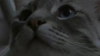 Closeup of Cat UHD