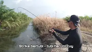 SIAPAPUN CASTING GABUS DISINI BAKALAN BETAH || PESTA STRIKE IKAN GABUS