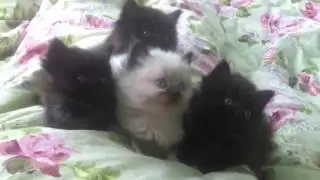 Сute fluffy kittens