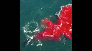 Orcas kill elephant seal