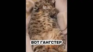 кто легенда? кто чемпион? кто гангстер? Вот гангстер. улуг вайнс