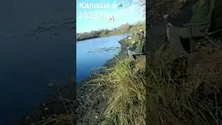 Клюнул шикарный карась на Калоше осень 2023 