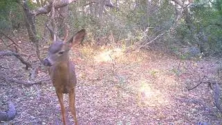 O'Neill Clips! (Bobcat, Gray Fox, Mountain Lion, Deer)
