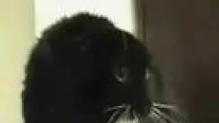 THE TALKING CATS