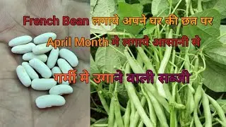 French Bean ki kheti kare apne ghar ki छत पर ग्रो बेग मे, Terrace par bens ki kheti #vloggermohit26