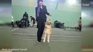 Мастер Йода 💥AKARI ANGELAND SANUKI💥MASTER YODA💥