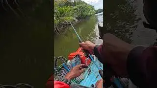 Mudahnya Mancing Kakap Bakau😍#mancing #fishing