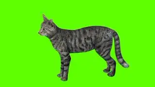 Green Screen Cat video | Gray Cat idle green screen