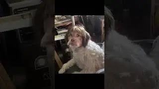 I turned into a dog