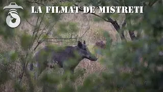 La filmat de mistreti (Filming wild boars)