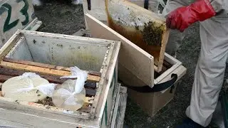 Объединение пчелиных семей через самогон 100% прием