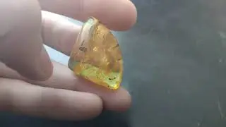 Янтарь инклюз / Amber inclusion / kehribar dahil / إدراج العنبر / Bernsteineinschluss / 琥珀內含物