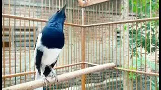 PANCINGAN KACER MALAS BUNYI MENAIKAN EMOSI KACER BIKIN KACER ANDA FIGHTER KONSLET DAN GACOR DORRRRR