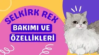 Selkirk Rex Kedisi Özellikleri ve Bakımı