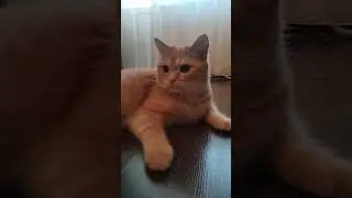 Мася съел колбасу