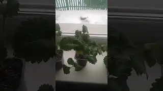 Клубника на подоконнике