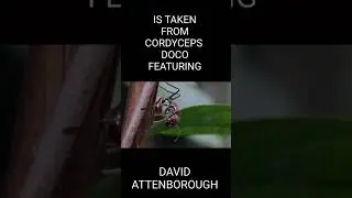 The Last Of Us - Secret David Attenborough Easter Egg