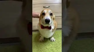 Ухи 😍 #корги #corgi #corgilove #вельшкорги #коргипемброк #вельшкоргипемброк #dog #corgilife