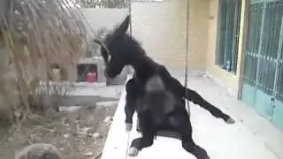 The swinging donkey :p