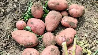полтонны с одной сотки