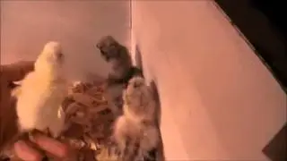 The 3 Silkies From The Eggs I Rescued