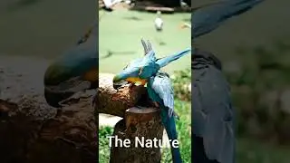 Top nature vedios