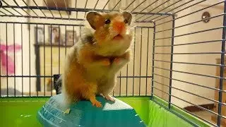 A new pet Little Hamster Emma Bovary! Little pet Emma New star of the channel Planeta Alice!
