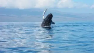 Humpback Whale Breaches, Maui, Hawaii