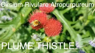 Circium Rivularae Altropupurium Plume Thistle
