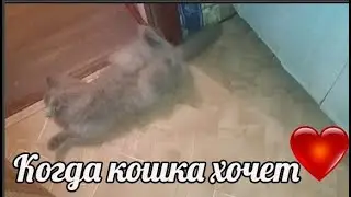 КОШКА ХОЧЕТ КОТА , КАК УСПОКОИТЬ КОШКУ