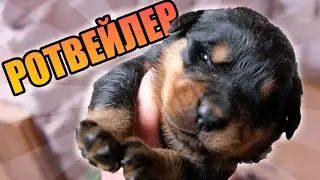 Щенки ротвейлера начали открывать глаза. Купировать ли щенкам хвосты?