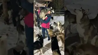 Ручной Волк 😱🐺🥰