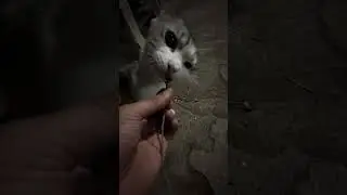 Mpusku sukanya coklat bukan kamu