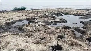 БАКЛАНЫ УНИЧТОЖАЮТ БАЙКАЛ.