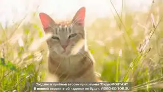 Кошечка собачка