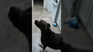 Perro prueba caramelo ácido