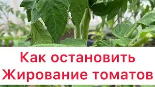 HOW TO STOP TOMATOES FATTING 🍅