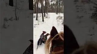 #родезийскийриджбек #Ника #родезийскийриджбекНикитосина #родезийскийриджбекМайя #Майя #кони #лошади