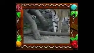 Страшный ужасный хищник тигр
