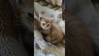 Что стало с найденным рыжим котом